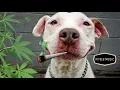 Download Lagu reggae-beats-no-copyright-music-instrumental-beats-musik-gratis-prod-rflowbeatz