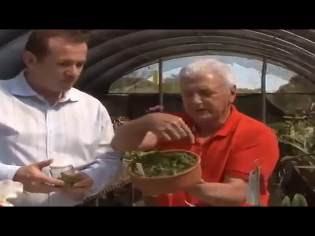 COMO FAZER A POLINIZAÇÃO DAS SUAS ORQUÍDEAS COMO CUIDAR DE ORQUÍDEAS DO JEITO CERTO