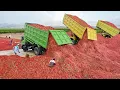 Download Lagu Inside Massive Farm Producing Millions of Red Hot Chili Peppers