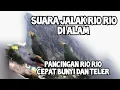 Download Lagu SUARA JALAK RIO RIO DI ALAM UNTUK PANCINGAN