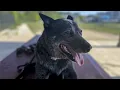 Ocean City Dog Playground review - Ocean City MD