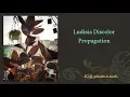 Download Lagu Ludisia Discolor - Propagation Experiment