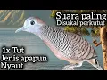 PERKUTUT LOKAL SUARA PALING MEMIKAT SEKALI TUT SEMUA LANGSUNG NYAUT. 