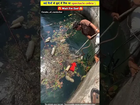 2 दिनों से कुएं में बेहोश पड़े spectacled cobra का किया रेस्क्यू🐍