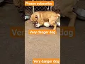 Download Lagu Very danger dog fight #youtubeshorts #shorts  #ytshort #subscribe #dog fight #puppy fight #kangaldog