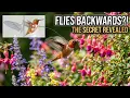The Only Bird That Can Fly Backwards