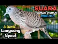 Lagu Perkutut Lokal Gacor Suara Besar Pancingan Burung Perkutut Agar Cepat Bunyi.