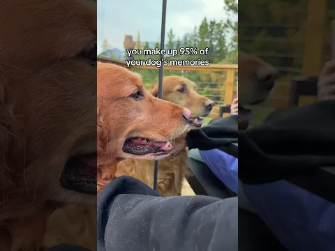 My heart 😭😭 #dogs #goldenretreiver #pets #doglife #dogshorts