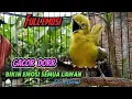 Download Lagu SIRTU/CIPOH GACOR memanggil betina,ampuh untuk memancing emosi#sirtugacor@cipowgacorofficial7418