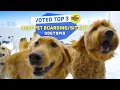 Meet the Best Dogtopia