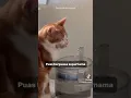 Download Lagu Nyam nyam ketupat (cat version #cat
