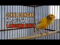 Download Lagu Kenari Gacor Panjang cuit cuit Ngerol Terbukti Ampuh untuk Pancingan kenari paud belajar Bunyi gacor