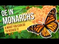 OE in Monarchs and What You Can Do to Reduce It