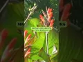 Download Lagu Manfaat Umbi Ganyong #obatherbal #sehatalami #videoshort