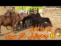Download Lagu Watch piure Nili Ravi buffalo for sale sheraz Kharal 13.11.2025 03054257727