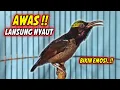 Download Lagu SUARA BURUNG KOLIBRI NINJA GACOR FULL ISIAN ROLL TEMBAK INI, 98% COCOK BUAT PANCINGAN KONIN BAHAN