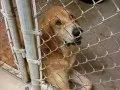 Adoption Floor at Texarkana Shelter