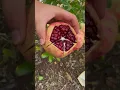 Download Lagu Amazing pomegranate cutting skills - The pomegranates are very fresh #fruitcutting