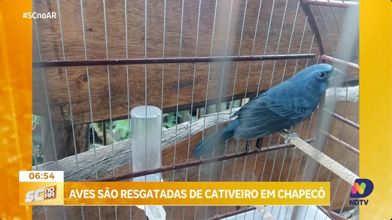 Aves são resgatadas de cativeiro em Chapecó