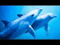 Download Lagu 8 HOURS Relaxing Music for Stress Relief {Completely Beat Insomnia} Music for Deep Sleep, Meditation
