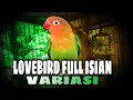 Lagu 13 minutes MASTERAN LOVEBIRD NGEKEK PANJANG FULL ISIAN VARIASI