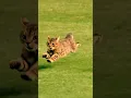 Download Lagu Cheetah vs Cat running | #shorts