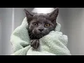 Download Lagu 12-Week-Old Maine Coon Kitten bath 😍🐱 SO CUTE!!