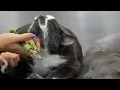 Download Lagu This Bowling Ball Of A Cat Really Knows How To Enjoy A Spa Day 😍