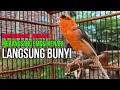 Burung Kenari Cuit CUIT Super BUNYI, Masteran Kenari PAUD, Pancingan \u0026 Masteran Kenari MACET BUNYI