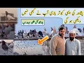 Download Lagu Peshawar ki aise Kabootar Bazi ap logou na kabhi nahi dekhi Ho gi - Pigeon Setup - Badshahi Shoq
