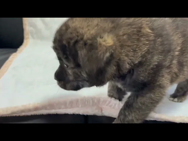 動画