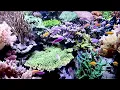 Urbain Appeltan's beautiful aquarium lit with AI SOL led's