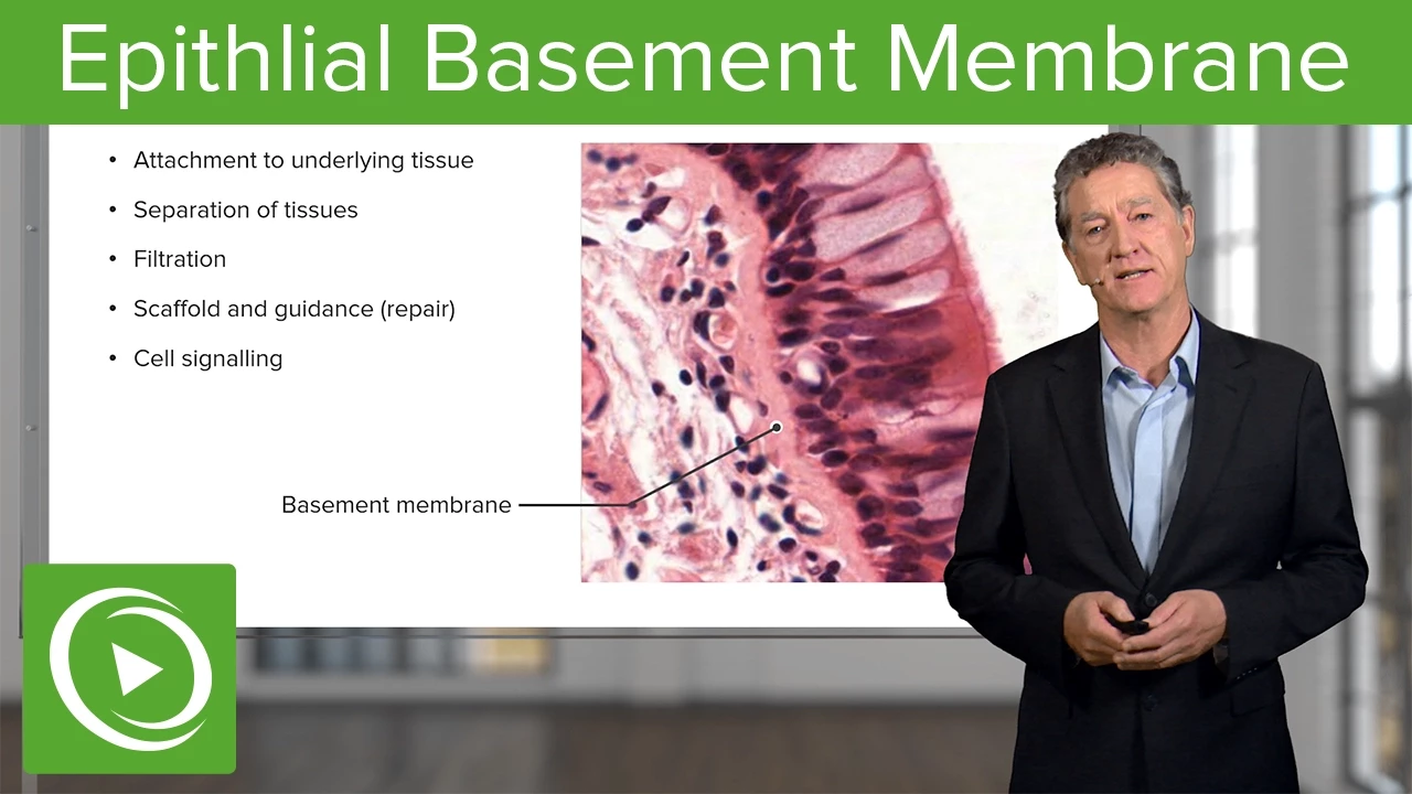 Epithlial Basement Membrane  – Histology | Lecturio