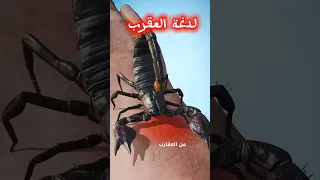 ما لا تعرفه عن لدغة العقرب      هل تعلم دندنها