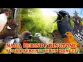 Download Lagu KICAUAN PRENJAK NADA DERING||RINGTONE SUARA BURUNG MERDU BANGET NADA DERING JERNIH