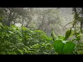 Tropical Rainstorm Sounds in Rainforest Rain White Noise No Thunder