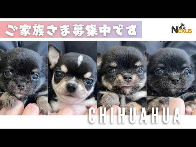動画