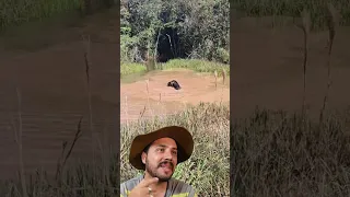 Cachorros botaram a Anta pra pular no Poção 