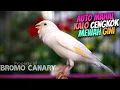 Download Lagu AUTO MAHAL KALO CENGKOK GINI❗Masteran KENARI GACOR ISIAN JALAK SUREN