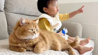 2歳の弟とテレビ鑑賞しながら尻尾でトントンあやす猫がお兄ちゃんすぎましたｗ