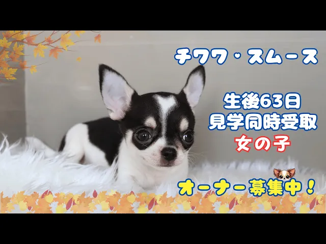 動画