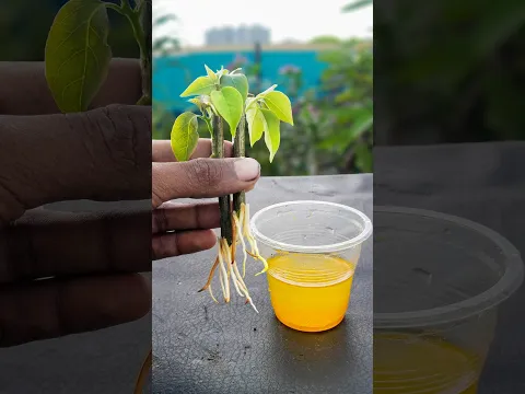 Bougainvillea Grow from cuttings 😍✨