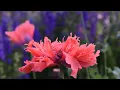 Poppy Growing Basics