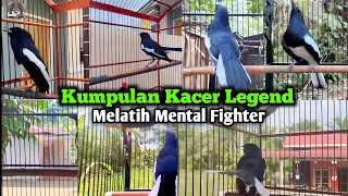 kumpulan simulasi kacer lomba kacer langsung gacor tarung konslet ngotot buka ekor full tembakan