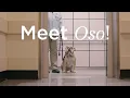 Day in the Life of a POOCH Volunteer Cedars-Sinai