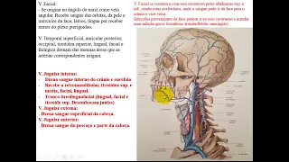 VÍDEO AULA DE VEIAS DA CABEÇA E PESCOÇO