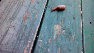 that is one fat snail