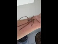 Rain spider Palystes superciliosus