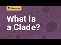 What is a Clade