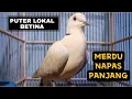 Download Lagu SUARA BURUNG PUTER LOKAL BETINA IRAMA MERDU NAPAS PANJANG ENAK DI DENGAR